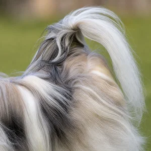 Havanese — tail