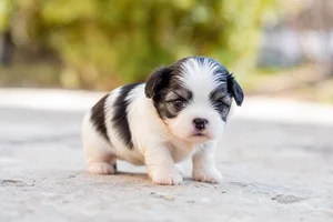 Havanese — young puppy (~1 mo)