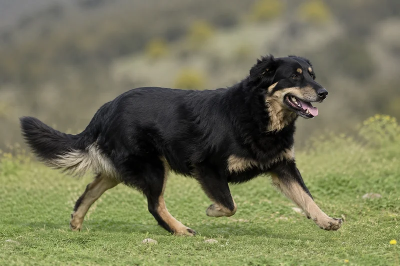 Hellenic Shepherd Dog — running