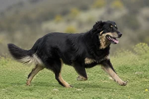 Hellenic Shepherd Dog — running