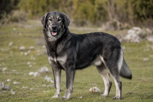Hellenic Shepherd Dog — adult