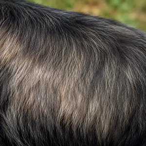 Hellenic Shepherd Dog — coat texture