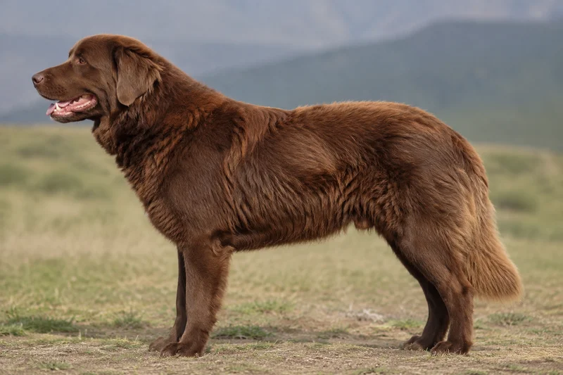 Hellenic Shepherd Dog — Brown coat