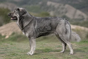 Hellenic Shepherd Dog — Gray coat