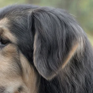 Hellenic Shepherd Dog — ears