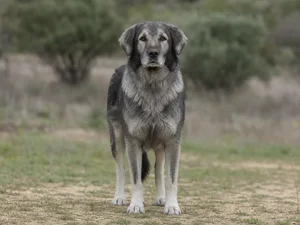 Hellenic Shepherd Dog — front
