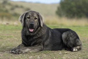 Hellenic Shepherd Dog — lying down