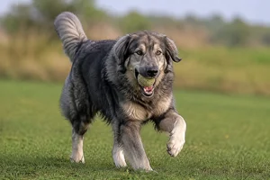 Hellenic Shepherd Dog — playing
