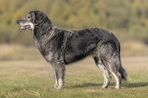 Hellenic Shepherd Dog dog