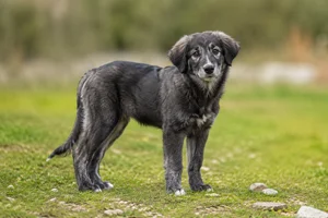 Hellenic Shepherd Dog — puppy (~4 mo)