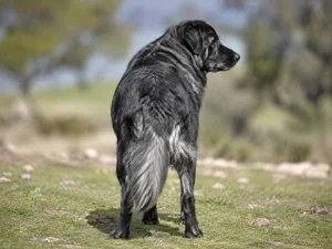 Hellenic Shepherd Dog — rear
