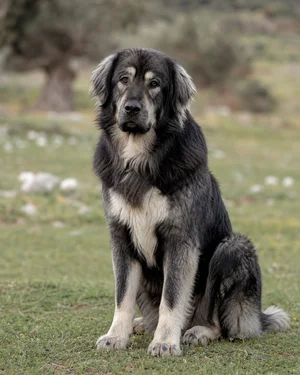 Hellenic Shepherd Dog — sitting