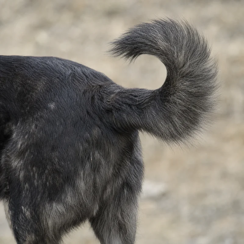 Hellenic Shepherd Dog — tail