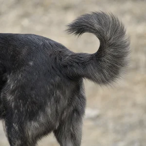 Hellenic Shepherd Dog — tail