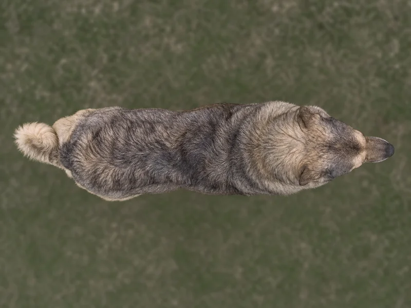 Hellenic Shepherd Dog — top