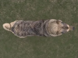 Hellenic Shepherd Dog — top