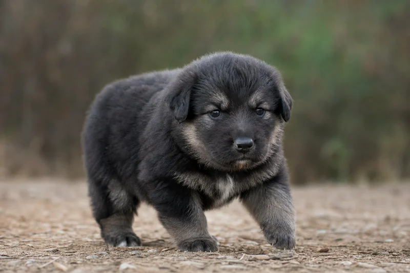 Hellenic Shepherd Dog — young puppy (~1 mo)