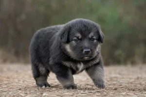 Hellenic Shepherd Dog — young puppy (~1 mo)