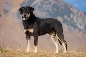 Himalayan Sheepdog — adult