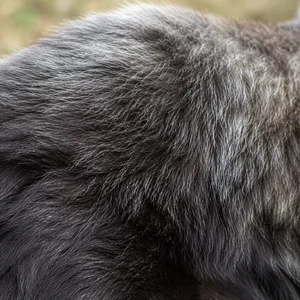 Himalayan Sheepdog — coat texture