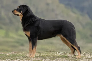 Himalayan Sheepdog — Black and Tan coat