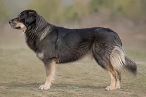 Himalayan Sheepdog — Sable coat