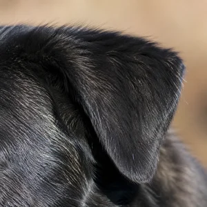 Himalayan Sheepdog — ears