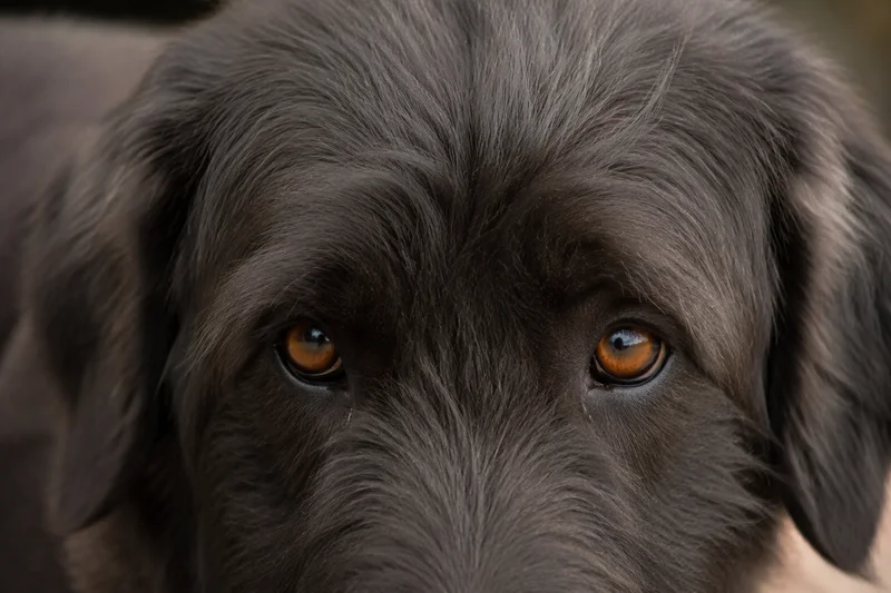Himalayan Sheepdog — eyes