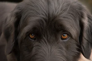 Himalayan Sheepdog — eyes