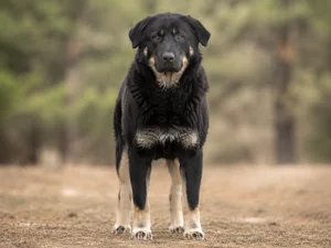 Himalayan Sheepdog — front