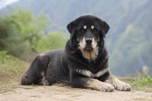 Himalayan Sheepdog — lying down