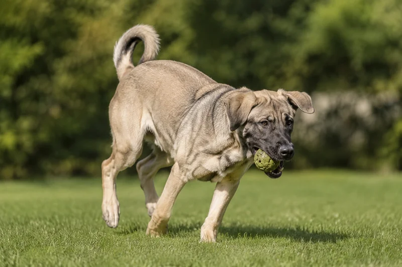 Himalayan Sheepdog — playing
