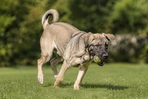 Himalayan Sheepdog — playing