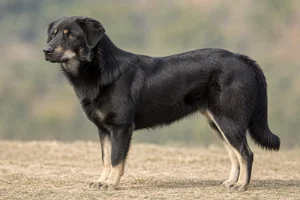 Himalayan Sheepdog dog