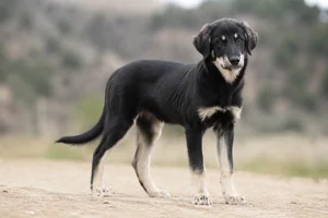Himalayan Sheepdog — puppy (~4 mo)