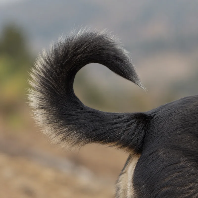 Himalayan Sheepdog — tail