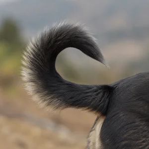 Himalayan Sheepdog — tail