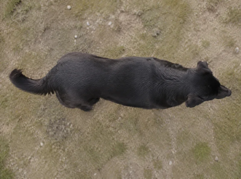 Himalayan Sheepdog — top