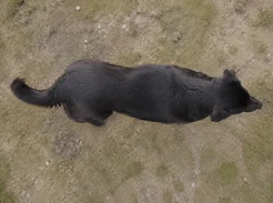 Himalayan Sheepdog — top