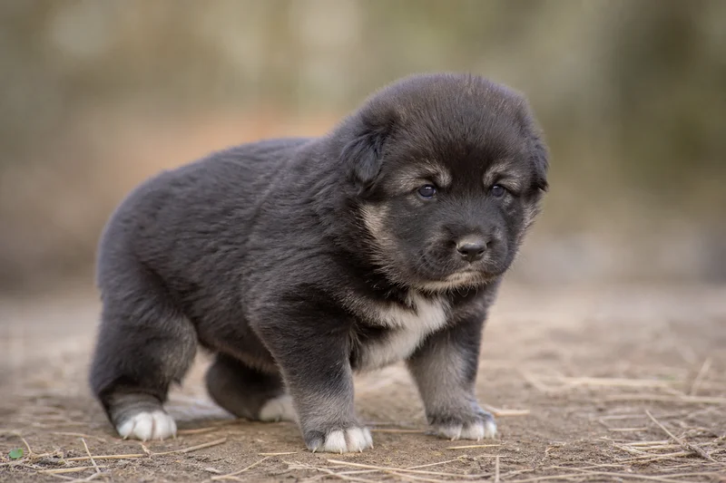 Himalayan Sheepdog — young puppy (~1 mo)