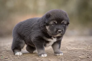 Himalayan Sheepdog — young puppy (~1 mo)