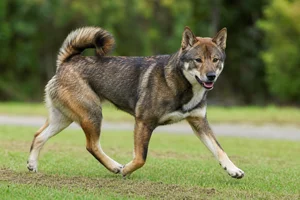 Hokkaido Dog — running
