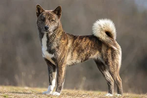 Hokkaido Dog — adult