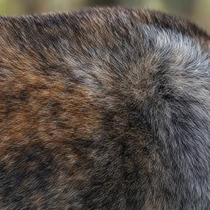 Hokkaido Dog — coat texture