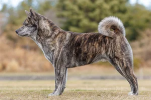 Hokkaido Dog — brindle coat