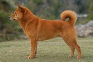 Hokkaido Dog — red coat