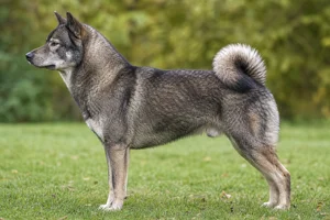Hokkaido Dog — sesame coat