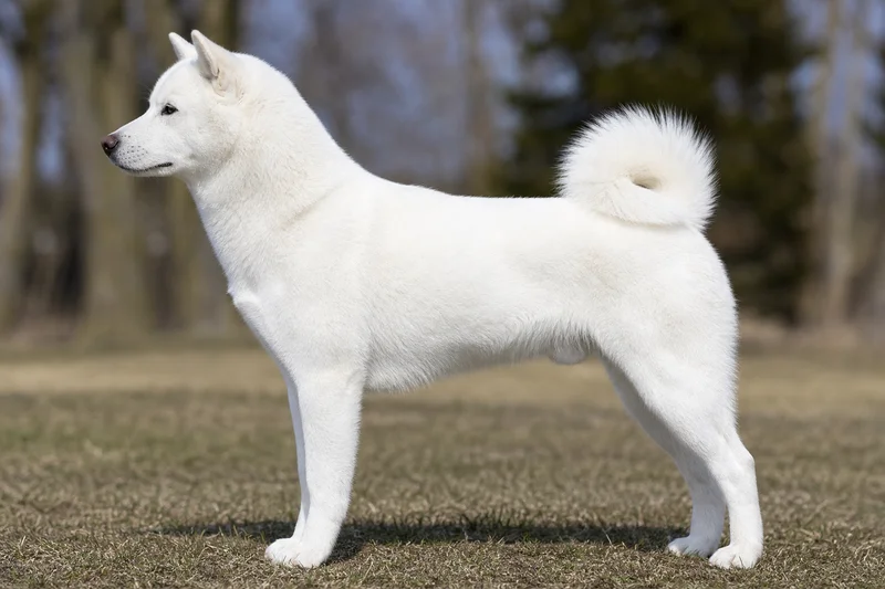 Hokkaido Dog — white coat