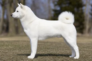 Hokkaido Dog — white coat