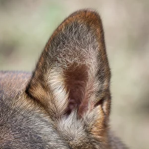 Hokkaido Dog — ears